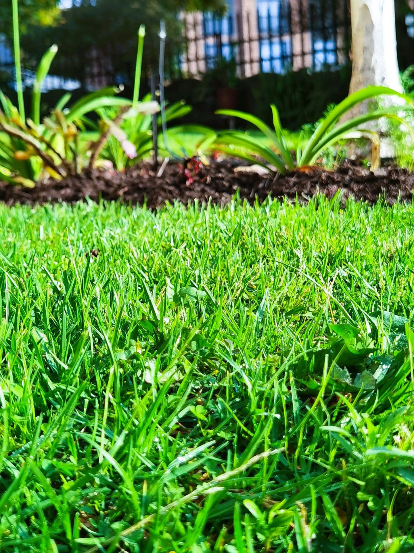 a close up of a grass field with a tree in the background