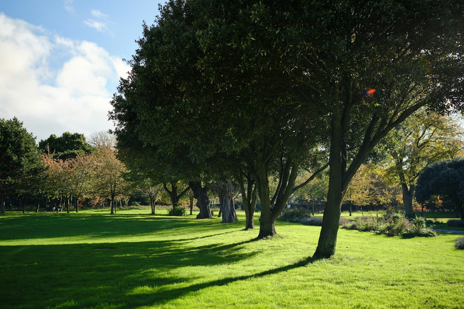 a grassy field with trees and a red frisbee