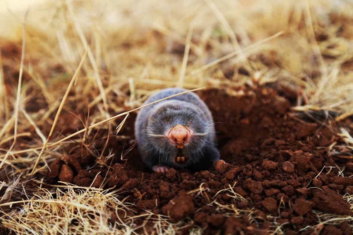Natural mole control with castor oil