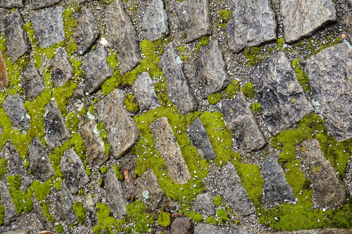 Moss removal and containment for a healthier lawn